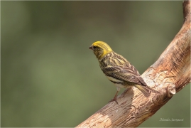 <p>ZVONOHLÍK ZAHRADNÍ - sameček (Serinus serinus) ----- /European serin - Girlitz/</p>